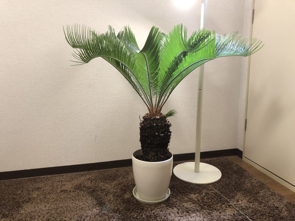 ソテツの葉を全部切ってみた！