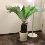 ソテツの葉を全部切ってみた!