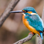 【深川ギャザリア】 ~豊洲でカワセミが見れる!?~